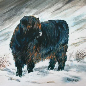 Black Heifer Stirk, Giclée Art Print by Hilary Barker