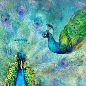 Peacocks, Giclée Art Print by Lee Scammacca