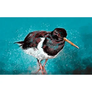 Oyster Catcher, Giclée Art Print by Stuart Roy